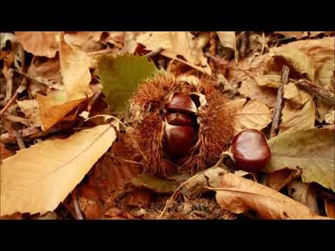 Beat Service feat  Ana Criado -  An Autumn Tale (Album mix)