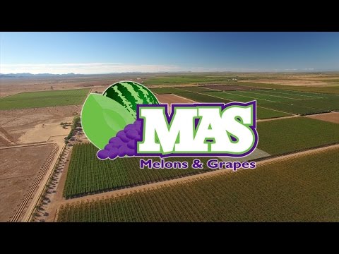 60 Second News Update - MAS Melons & Grapes - October 2016