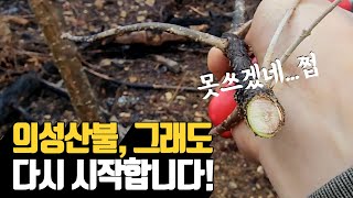 의성산불로 인한 나무농장 추가피해상황 그럼에도 불…