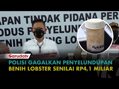 Reskrim Soetta Gagalkan Penyelundupan Benih Lobster Senilai 4,1 Miliar!