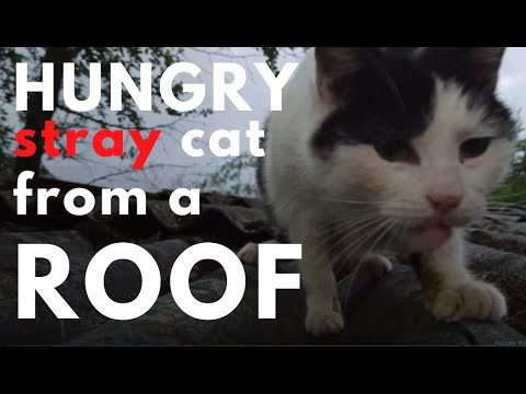 I fed old and hugry stray cat who has no teeth from a roof. She ran towards me as soon as she saw me