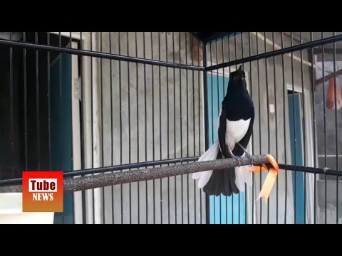 Download Vedio Burung Kacer Isian 3gp Mp4 Codedfilm