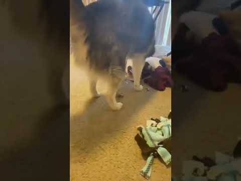 I FORGOT HAIKU’S FAVORITE TOY 800 MILES AWAY