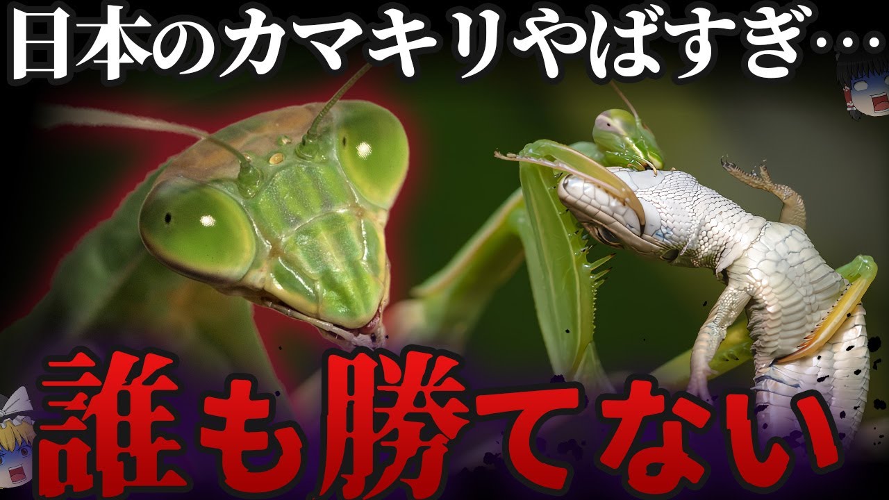 【怖すぎる…】日本のカマキリさん、数々のチート武器で世界でも最強だった…
