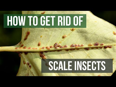 , title : 'How to Get Rid of Scale Insects (4 Easy Steps)'