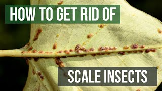 How to Get Rid of Scale Insects (4 Easy Steps)