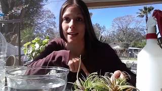 How to water & take care of Air plants/Blooms & Babies and Feeding