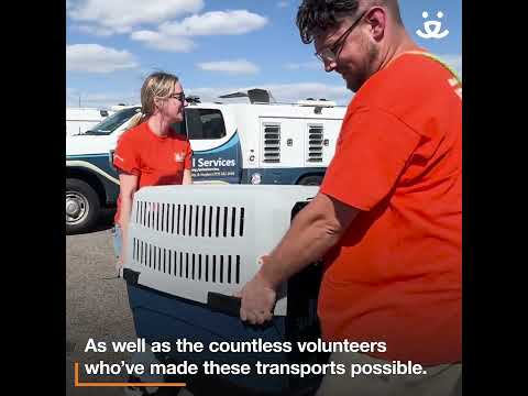 Hundreds of animals transported to safety after Hurricane Helene and Hurricane Milton