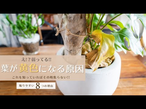 メキシコオレンジの木が枯れるのはなぜですか?枯れかけた植物の葉が黄色くなる 4 つの一般的な原因  庭園