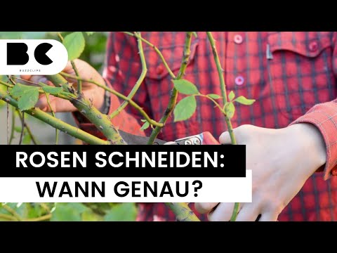 Rosen schneiden: Das ist der perfekte Zeitpunkt