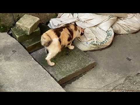 Bangkok - Thai curly tailed cat in Talat Noi #bangkok #thailand #cats