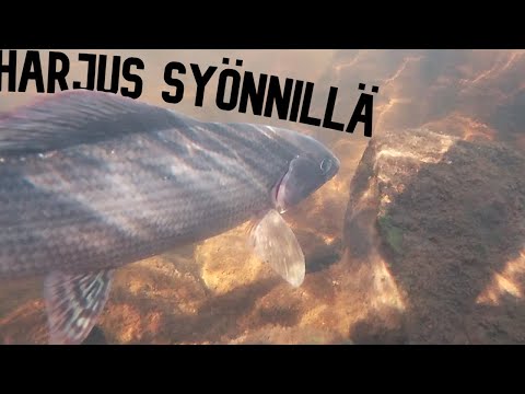 PERHOKALASTUSTA LAPIN JOILLA