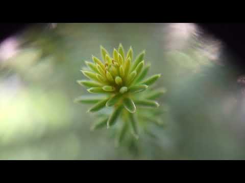 マンネングサ、マンネングサ