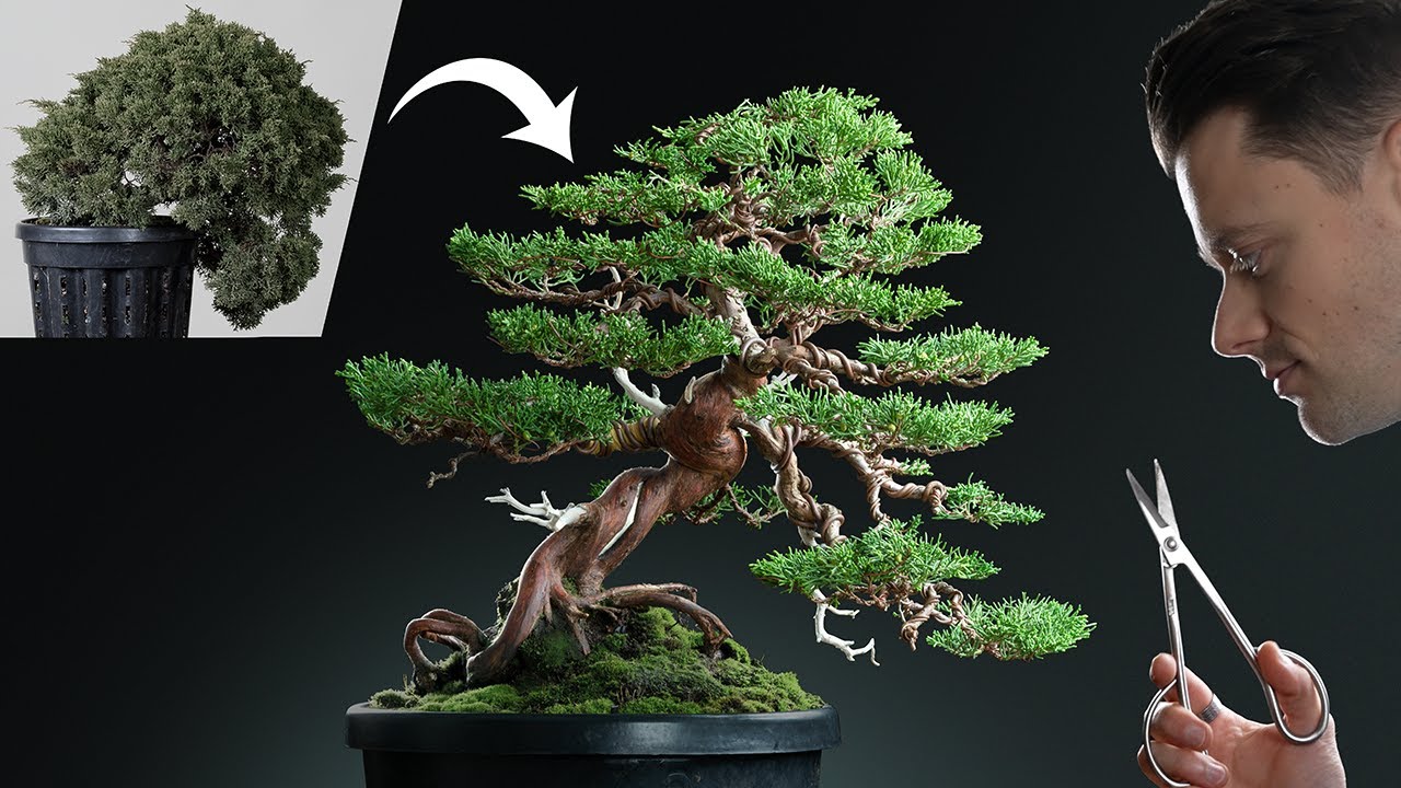 Reviving a Diseased and Neglected Juniper Bonsai