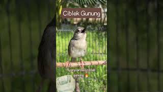 Download lagu Suara kicauan asli burung Ciblek gunung 🔥 mp3 Download lagu Suara kicauan asli burung Ciblek gunung 🔥 mp3