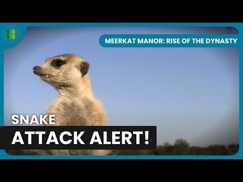 Sand Snake Alarm in the Kalahari | Meerkat Manor: Rise of the Dynasty