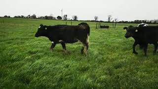 30 high EBI bulling heifers