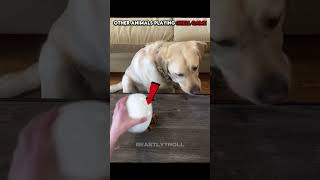 Animals vs Shell Game