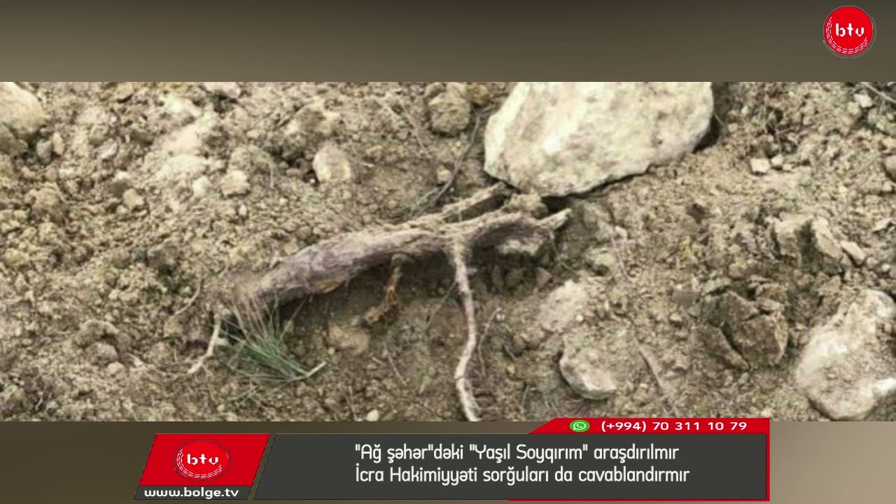 "Ağ şəhər"dəki "Yaşıl Soyqırım" araşdırılmır - İcra Hakimiyyəti sorğuları da cavablandırmır