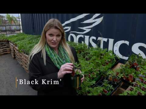 Full Show 04/08/17 (4341)