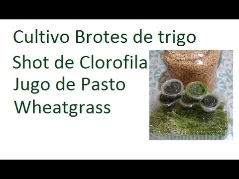 Cultivo Brotes de trigo Wheatgrass Shot de Clorofila Anum