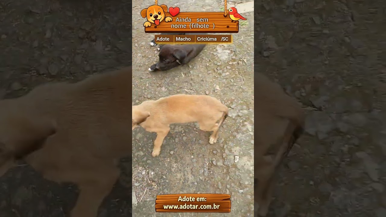 Cachorro raça SRD-ViraLata idade 2 a 6 meses nome Ainda sem nome(filhote)