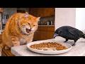 Smart Crows Being Super Hilarious Funniest Crow Videos Ever