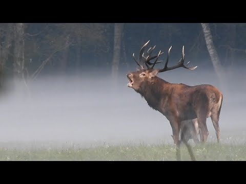 Rykowisko 2024 Mazury, Pomorze, Białowieża i Kampinos