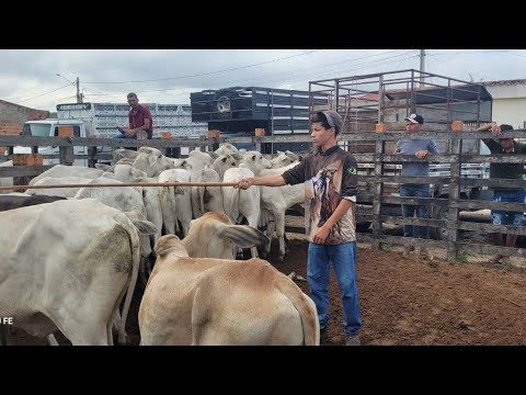 FEIRA DO GADO MANARI PE QUINTA FEIRA/02/2026