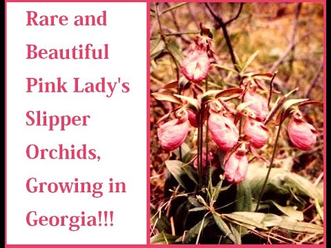 The Rare and Beautiful Wild Pink Lady's Slipper Orchids growing in Georgia in a huge patch! UNREAL!