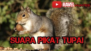 Download lagu Suara Pikat Tupai. Suara jernih mp3