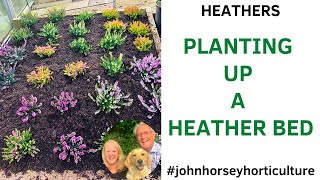 HOW TO PLANT A HEATHER BED FROM SCRATCH -  WINTER FLOWERING HEATHERS