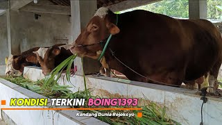 Download lagu Fast, OTW Becomes a Jumbo Cow Weighing 1 Ton Up‼️ mp3