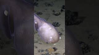 Eel With No Eyes? | Nautilus Live  #evnautilus #deepsea #underwater
