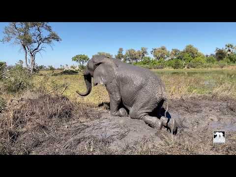 Mud Wallow | Morula the elephant | Living With Elephants Foundation | Okavango Delta, Botswana |