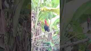 Download lagu gà rừng giải nhìn đập cánh gáy cực xong.qaib qus ntxuaj ti qua zoo tiag tiag/Hlau youtube mp3 Download lagu gà rừng giải nhìn đập cánh gáy cực xong.qaib qus ntxuaj ti qua zoo tiag tiag/Hlau youtube mp3