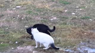 preview picture of video 'Новополоцкие коты разгоняют по понятиям .....'