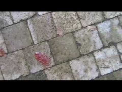 DorienArnoVincent.wmv