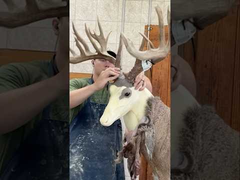 How To Mount a 220” Buck In 60 Seconds!