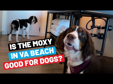 Is The Moxy Hotel In Virginia Beach Dog Friendly? (Review From Dog Parent)