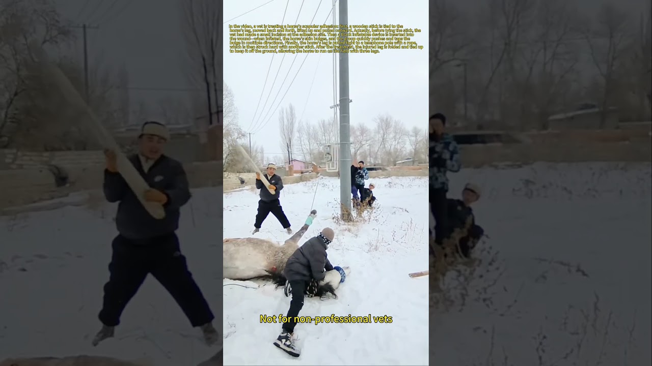 Kazakh Folk Trick: Horse Scapular Adhesion! #FolkWisdom #HorseCare #VetTrick