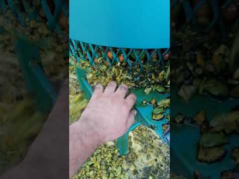 Ceviz soyma makinesi