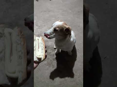 malvado me acompaña con un panchito, esperando sus croquetas fiu fiu...