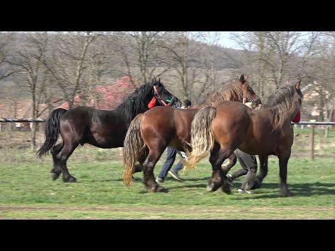 Armasarii lui Sile Roman de la Iclod, Cluj - 2020 Nou!!!