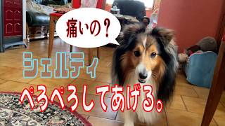 【シェルティ】ぺろぺろしてあげる【フランス田舎暮らし🇫🇷】#犬の散歩 #賢い犬 #犬のいる暮らし #マイペースな犬