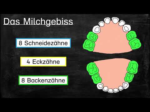 My teeth - the milk teeth
