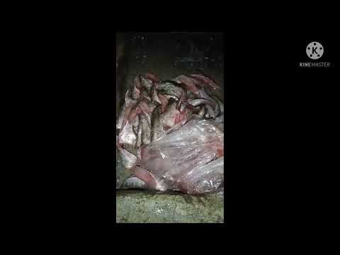 A day with noreen's rescued cats❤️❤️