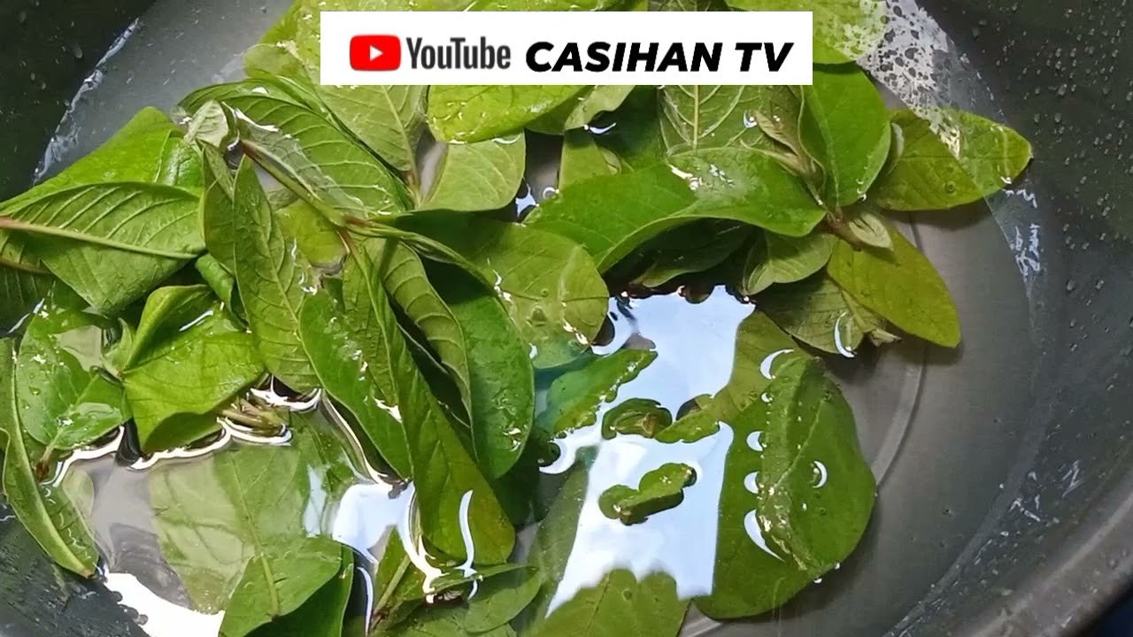Putar video BENEPISYO NG NILAGANG DAHON NG BAYABAS sekarang BENEPISYO NG NILAGANG DAHON NG BAYABAS