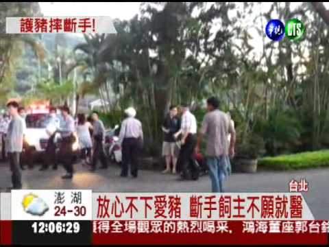 遛豬遇"惡犬"! 小豬驚竄飼主摔溝