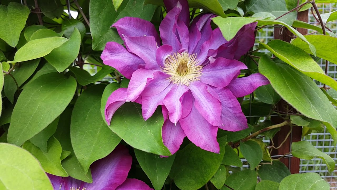 Клематис Какио ( Clematis Kakio ) . Японские сорта клематисов .